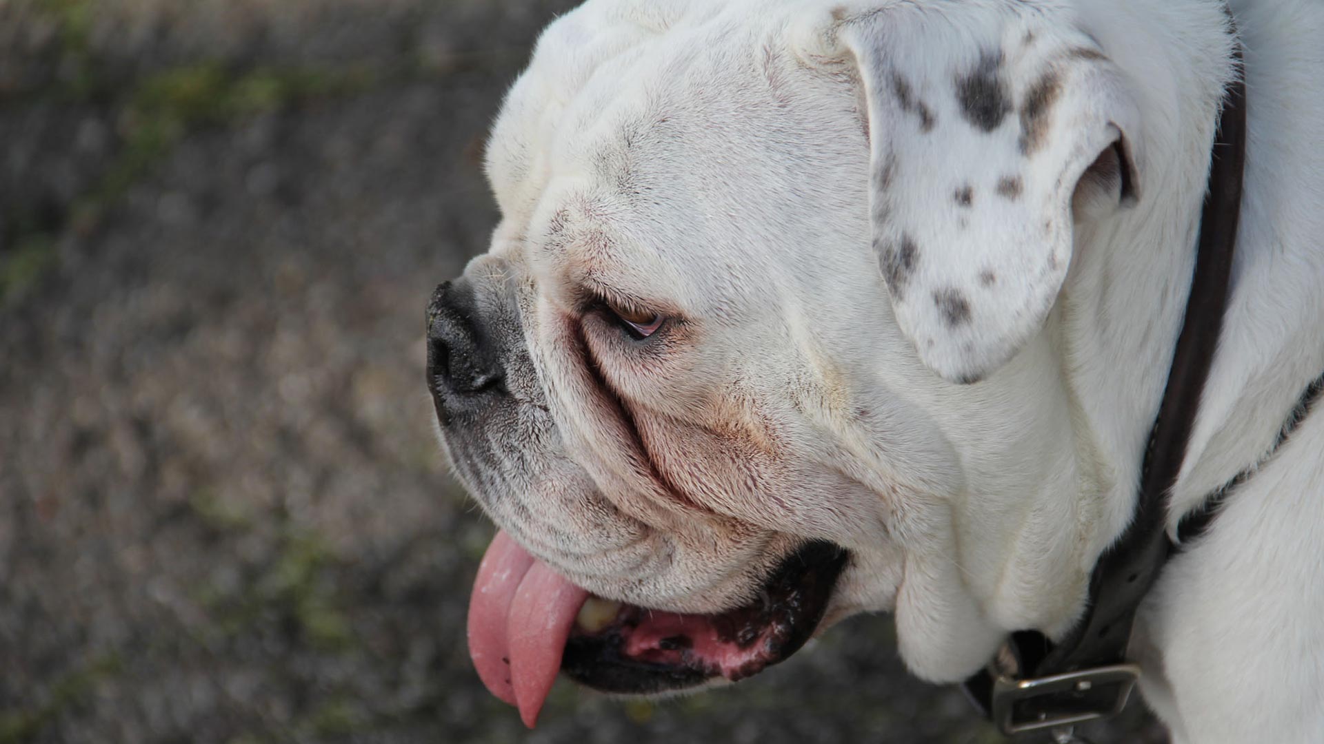 Woodlands Pet Shop Coming Soon Jasper San Francisco Apartments